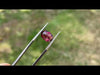 Garnet Umbalite 2.55ct